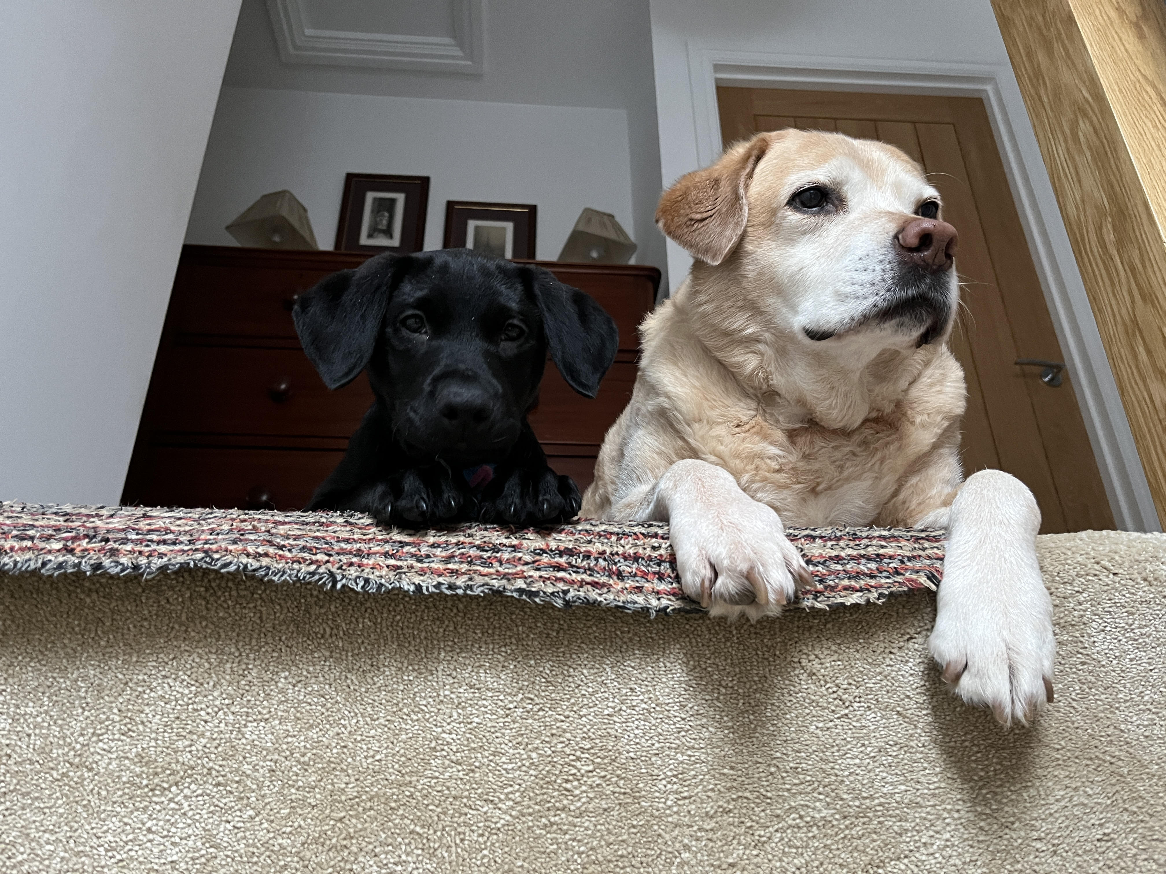 Stairs at the Moor Paws home