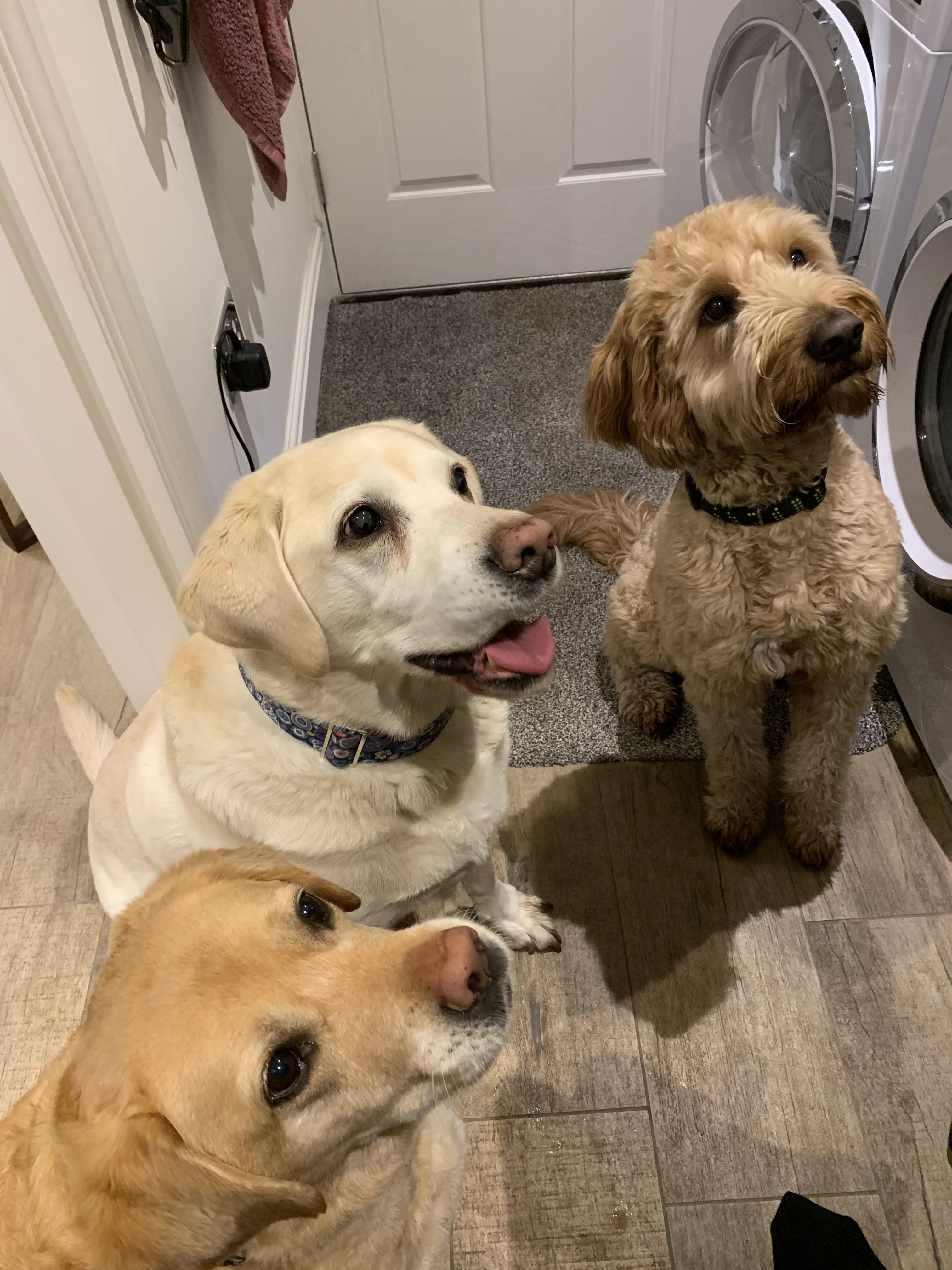 All the Moor Paws dogs together